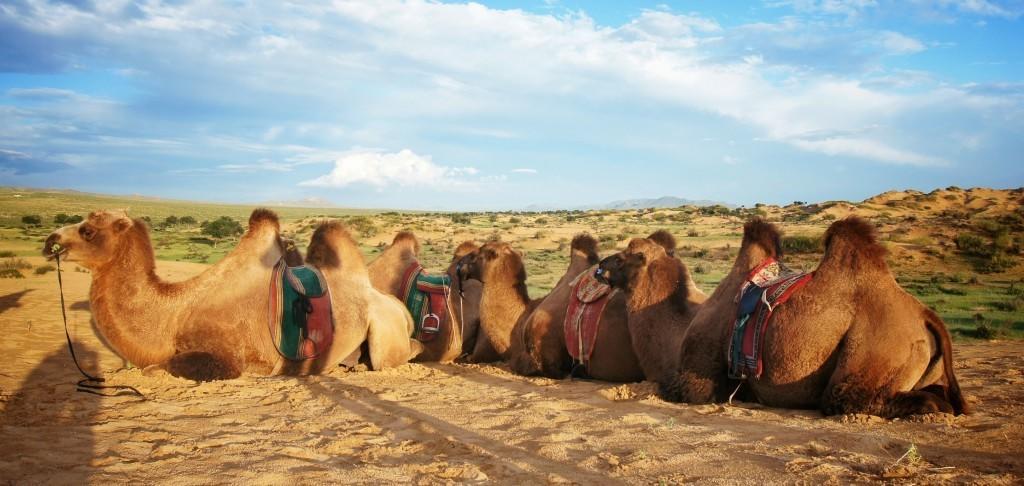 Majestic Gobi Tour Operator And Guest House ウランバートル エクステリア 写真
